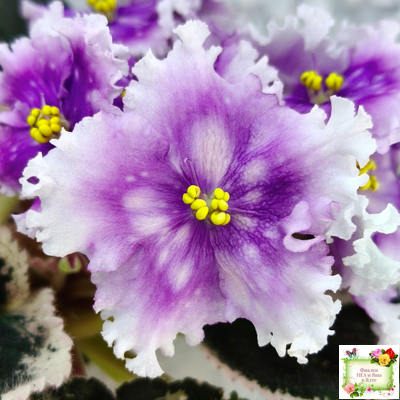 Dn-Дух Різдва (Д. Денисенко) 2020 г.