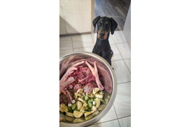 Валентина:У меня два шикарных пёселя-доберман и французский бульдог. В какой то момент сырая натуралка стала для меня открытием и спасением. Поэтому сейчас они оба очень любят Фарш "Бодрое утро", печёночный фарш, сердце, печень, семенники, и многое... 