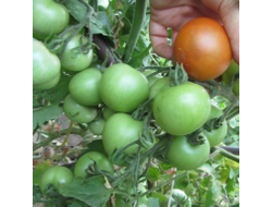Томат Оренбуржец (селекции Сараева)