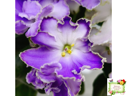 LV-Цветы для Любимого (Л. Шевелева) 2025 г. трейлер (клакамасный лонг)