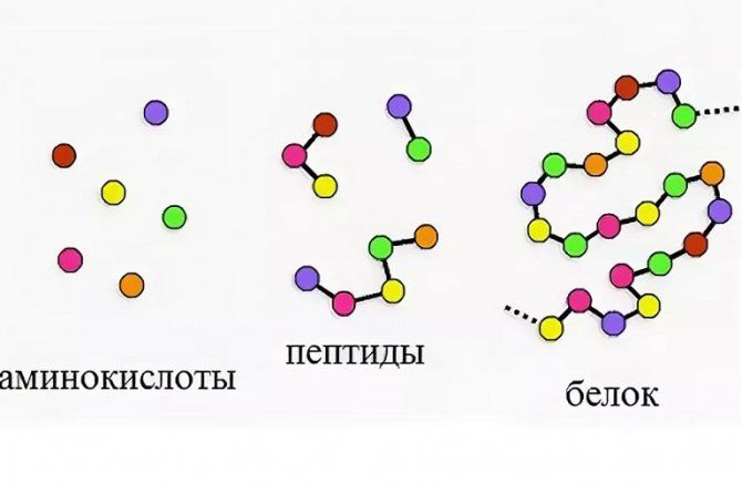 Пептиды для сосудов и сердца