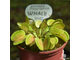 Dionaea muscipula Whale