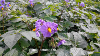 Сорт картофеля Голубой Дунай (Blue Danube)