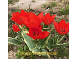 Tulipa