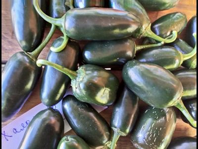 Перец острый Jalapeno Telica