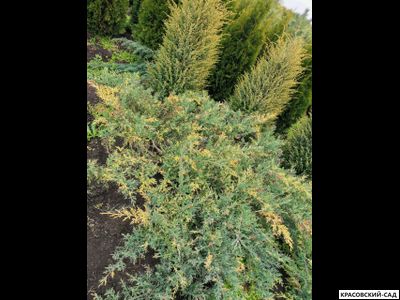 Можжевельник Блю энд Голд - Blue and Gold