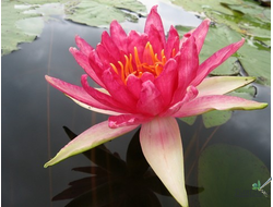 Нимфея Рэд Спайдэр