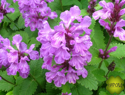 БУКВИЦА крупноцветковая