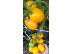Томат Де Барао золотой