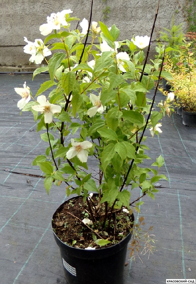 Чубушник гибридный Rosace