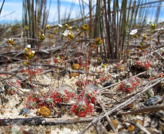 Геммы Drosera Sargentii