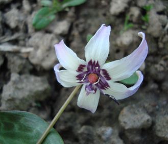 Erythronium hendersonii