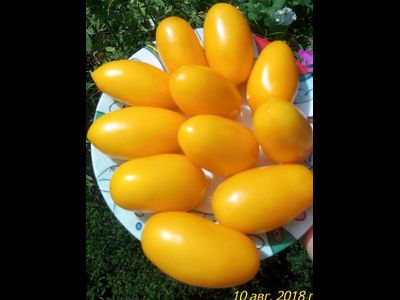 Томат Французская ледяная сосулька