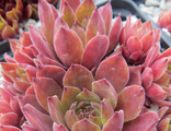 Sempervivum Garden Glory