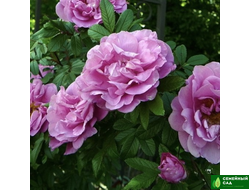 Роза "Wasagaming" (Васагейминг)