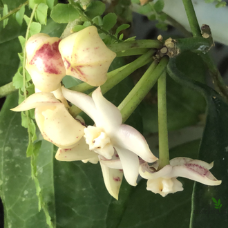 Hoya griffithii splash