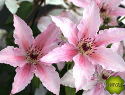 Клематис "Пинк Фэнтази" "Pink Fantasy" (3 группа обрезки)