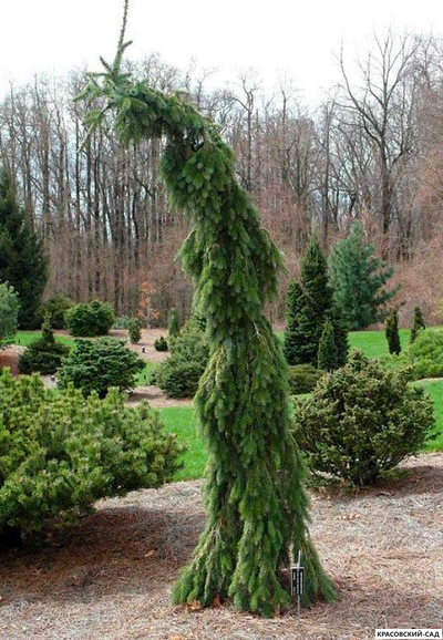 Ель сербская Пендула - фото в ландшафте - красовский-сад.рф