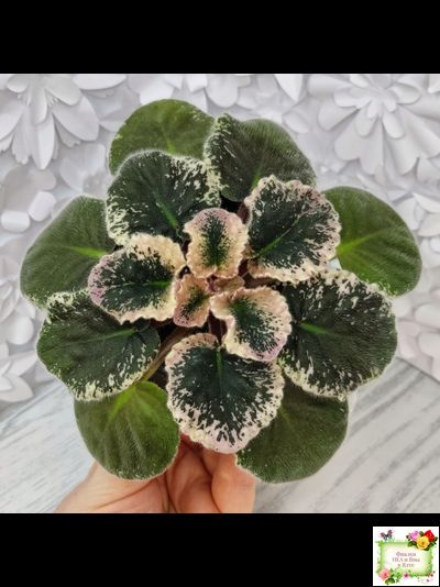 Aftershock (P. Sorano)