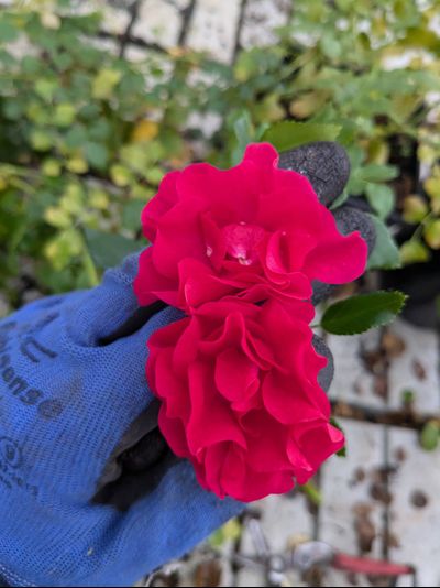 Гартенфройд (Gartnerfreud)