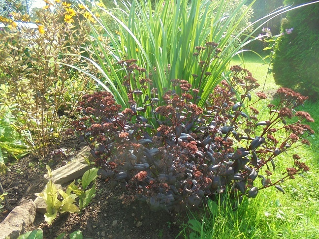 Olga Lomonosova yalangoch onlayn