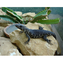 Cordylus breyeri