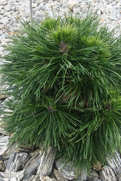 Сосна горная Varella