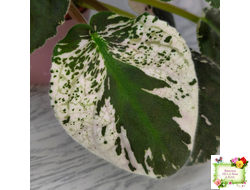 РМ-Черный Оникс (Н. Скорнякова) 2023 г.