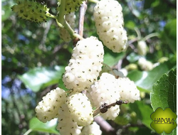 ШЕЛКОВИЦА "СМУГЛЯНКА"