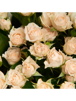 Букет из 11 кремовых кустовых роз
