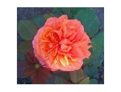 Рене Госсини (Rene Goscinny), Ч/Г, Meilland