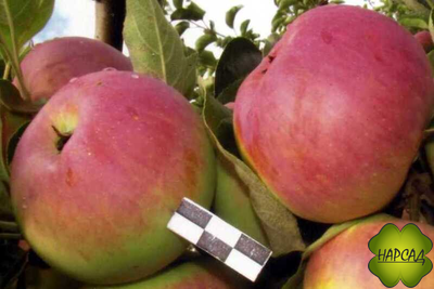 Яблоня "День победы" (триплоидная, лежкие до марта!) Саженец 2 года