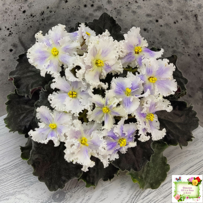 РМ-Золотой Берилл (Н.Скорнякова)