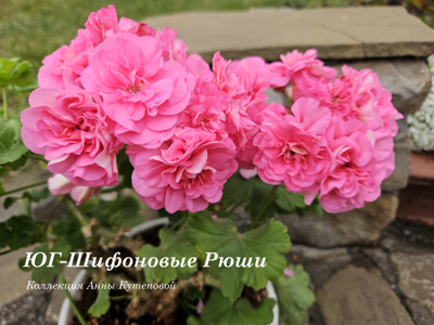 Пеларгония ЮГ-Шифоновые Рюши