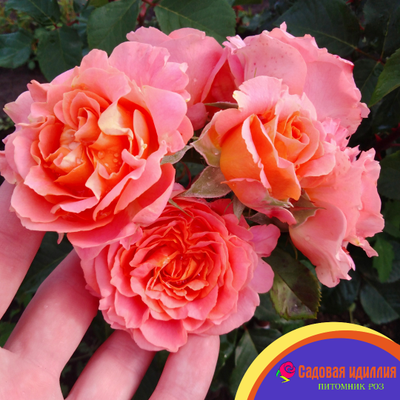 Вивьен Вествуд (Vivienne Westwood)