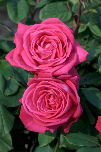 Лолита Лемпика (Lolita Lempicka),  Ч/Г, Meilland