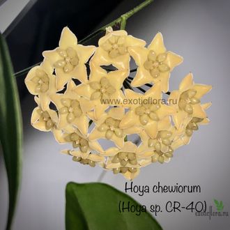 Hoya chewiorum (CR40)