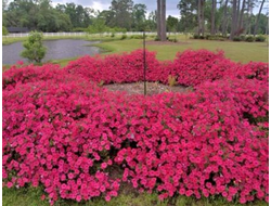 Петуния Ампельная TIDAL Wave Hot pink, p9