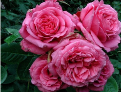 Бьенвеню (Bienvenue ), клаймбер, Delbard