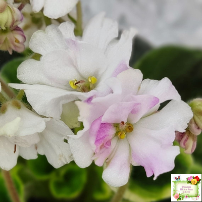 LV-Мариночка (Л. Шевелева) 2023 г. (клакамас бастл-листва с кроновой пестролистностью)