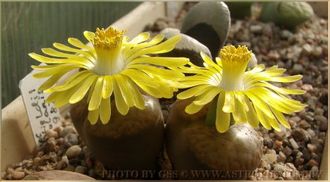 Lithops  bromfieldii v.insularis PV982 (Чехия) - 10 семян