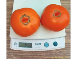 Томат Кубинский сладкий