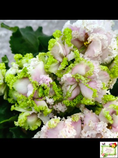 ЛЕ-Денди (Е. Лебецкая) 2011 г.