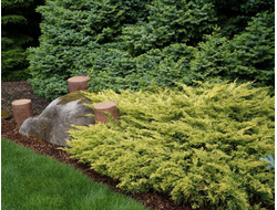 Можжевельник горизонтальный Lime Glow, C2