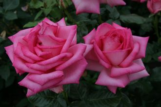 Альтерароза (Alterarosa), Meilland