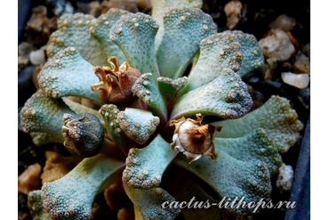 Titanopsis calcarea SB2186 Bundu, Prieska (MG-1870.24)