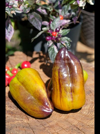 Перец сладкий Синильга, 10 шт