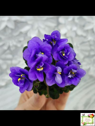 Mac&#039;s Pizza Pizzicato (G. McDonald) 01/31/2008 (гёрл-лист)