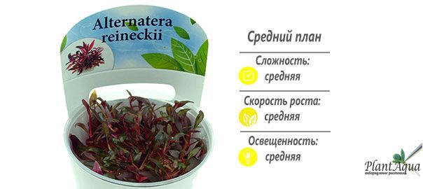 Альтеранантера мини