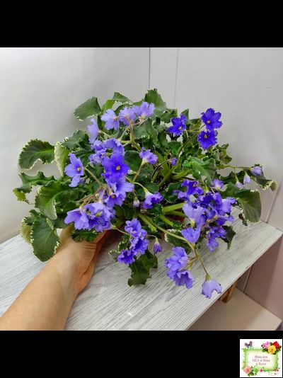 Senk&#039;s Try the Decaf (R. Follett/D. Senk) (9872) 01/30/2008 трейлер